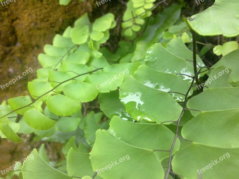 Leaf Water Nature Free Photos