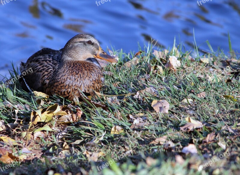 Duck Female Mallard Ducks Fowl