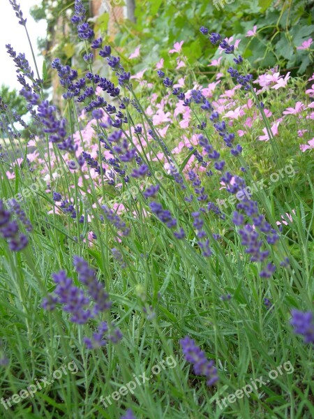 Flowers Nature Lavender Fragrant Aromatic