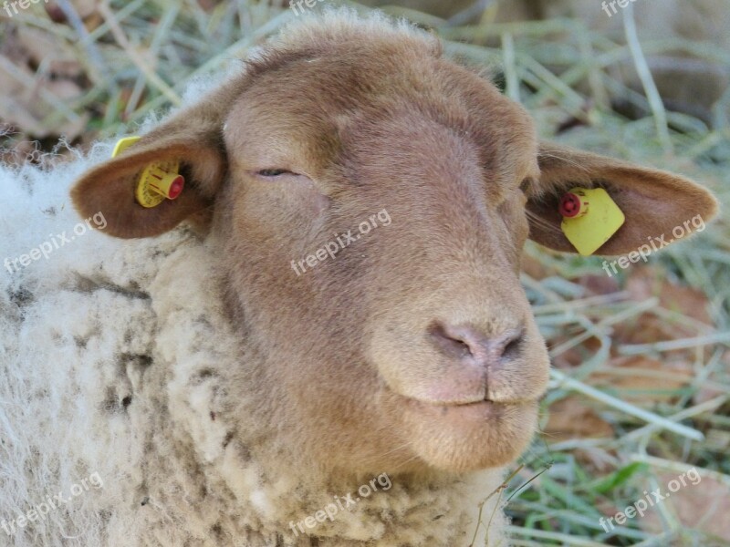 Sheep Sheepshead Eyes Animal Mammal