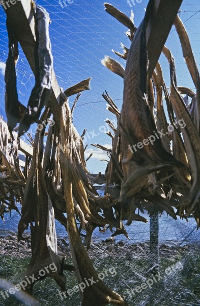 Cod Clipfish Drying Preserved Pollack