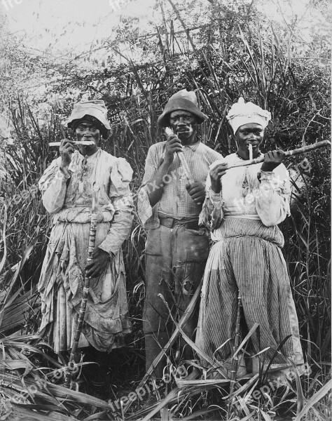 Sugar Cane Harvest Sugar Cane Jamaica 1880 Black And White