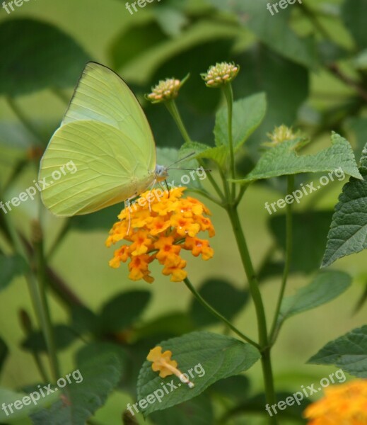 Lantana Verbenaceae Climber Plant Gonepteryx Rhamni Butterfly