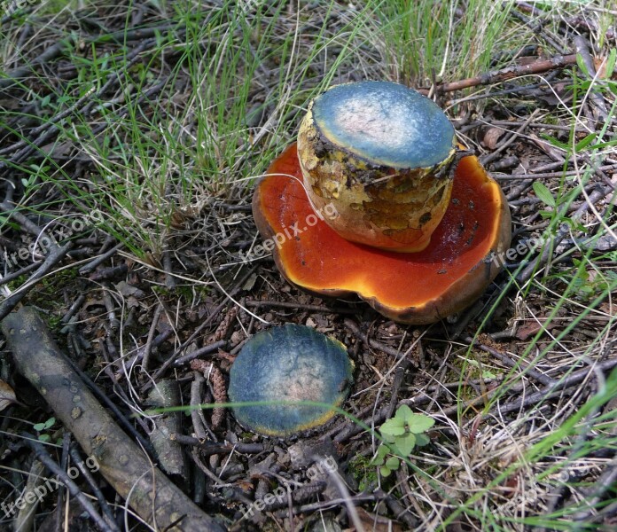 Or Pilt Flakes Stalk Witches Suillus Schusterpilz Pine Mushroom Thunder Mushroom