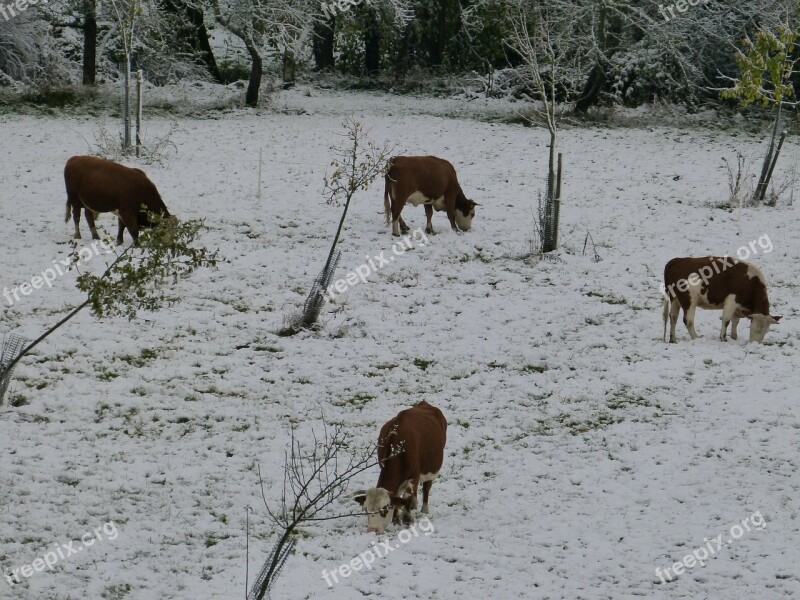 Cows Pasture Winter Snow Cold