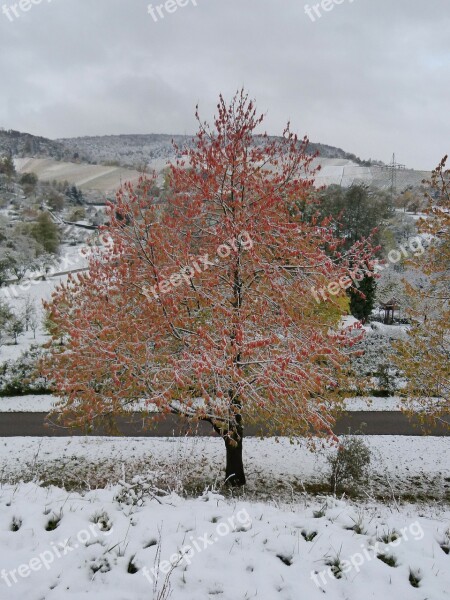 Winter Winter Blast Maple Tree Red