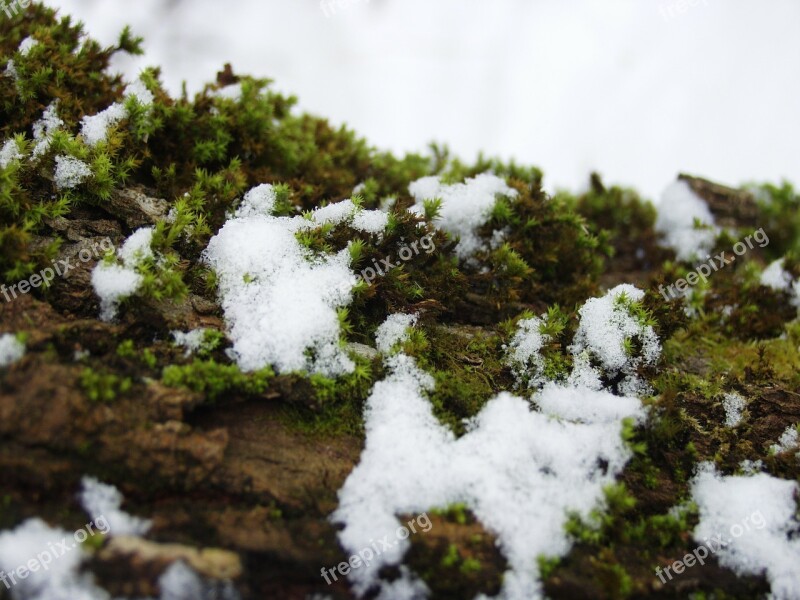 Snow Moss Log Winter Cold