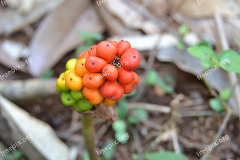 Fruit Rare Rare Form Colored Free Photos