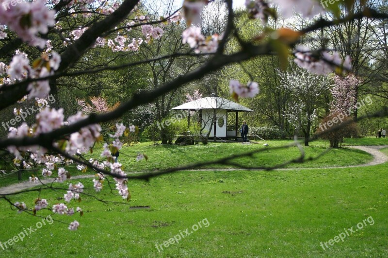 Sakura Tree Bloom Pink Gazebo