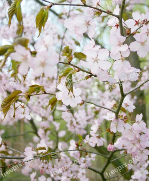 Sakura Tree Bloom Pink Free Photos