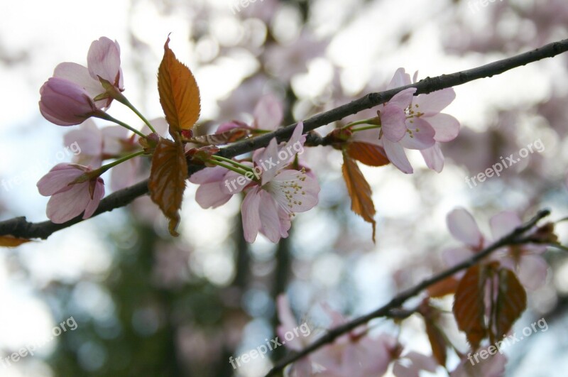 Sakura Spring Japan Flowers Free Photos