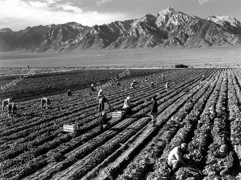 Fieldwork Harvest Mount Williamson Ansel Adams Black And White