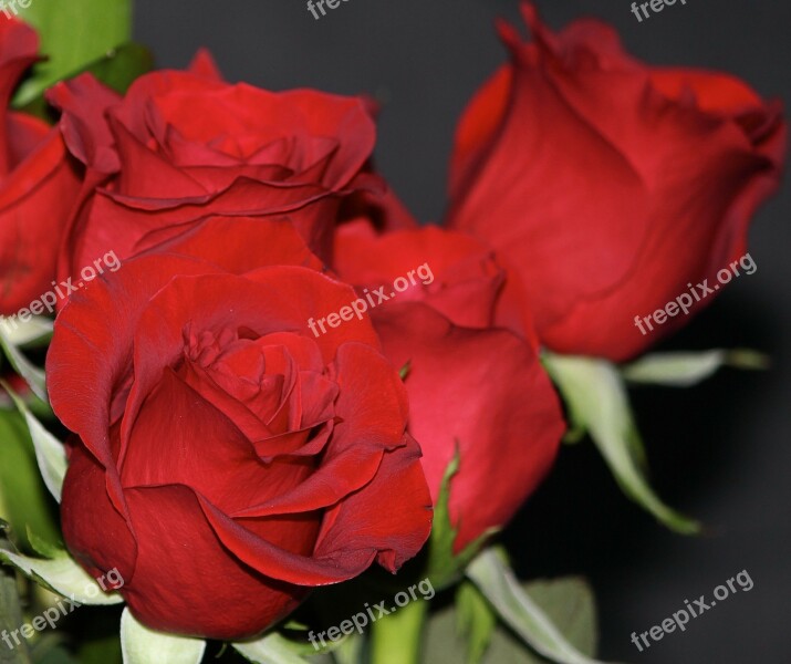 Red Roses Rosebud Flowers Fragrant Perfume