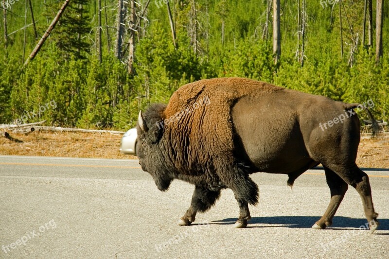 Bison Animal Wildlife Landscape Nature