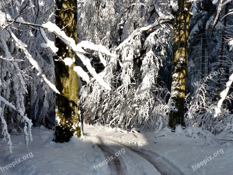 Snowy Trees Light Shadow Snow Ice