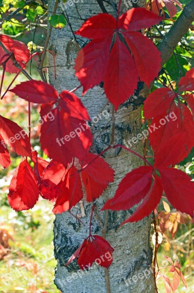 Birch Leaves Late Summer Red Plant