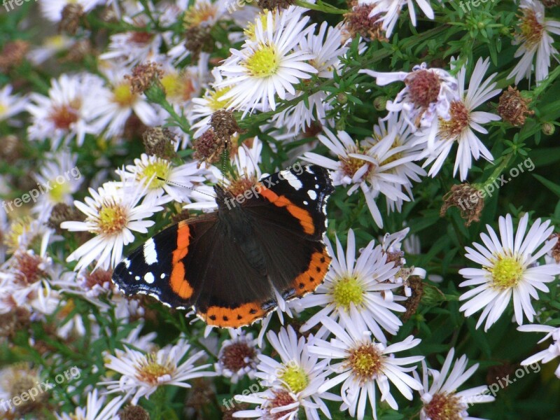 Admiral Butterfly Insect Spring Colorful