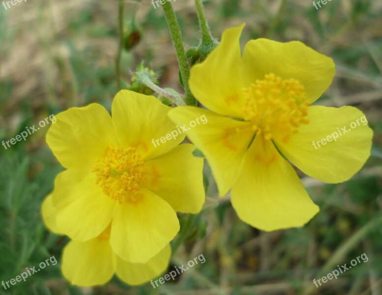 Picture Flower Yellow Buttercup Spring