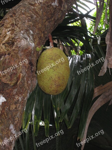 Jack Fruit Tree Jack Fruit Fruit Tree Tropical