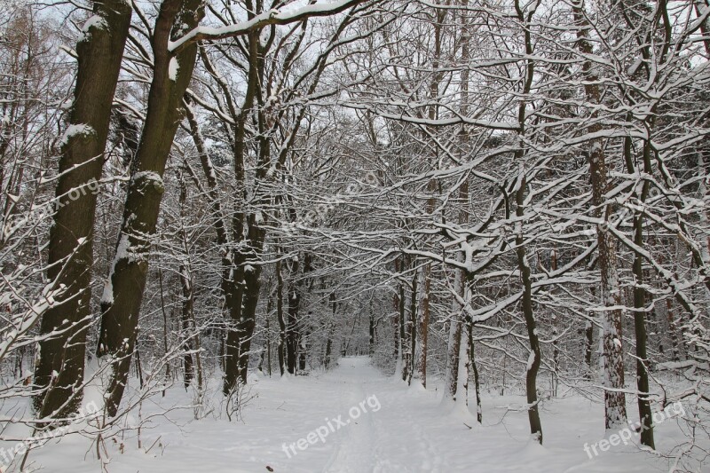 Forest Winter Snow Trees Aesthetic