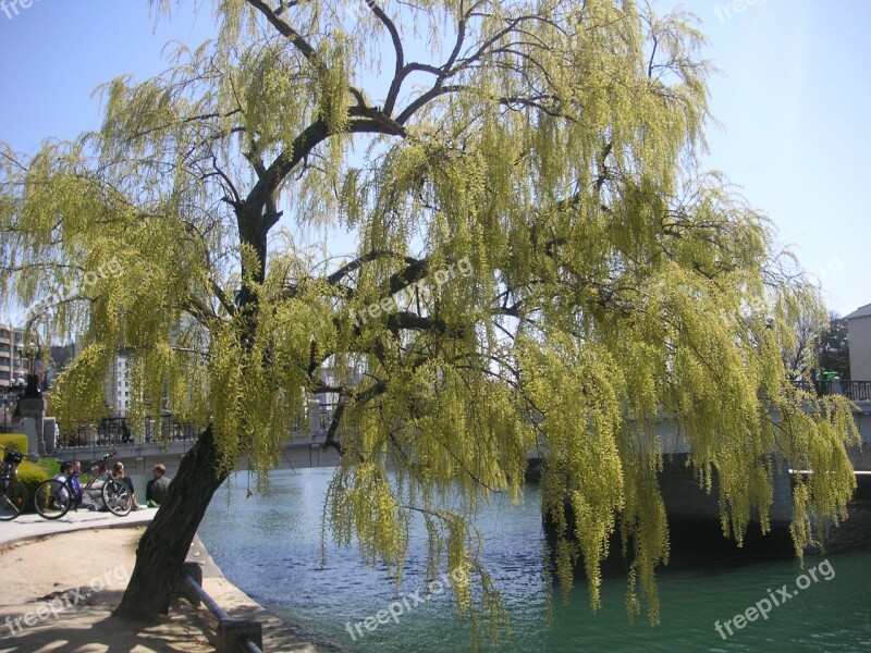 Willow Hiroshima Natural Summer Weeping Willow Tree