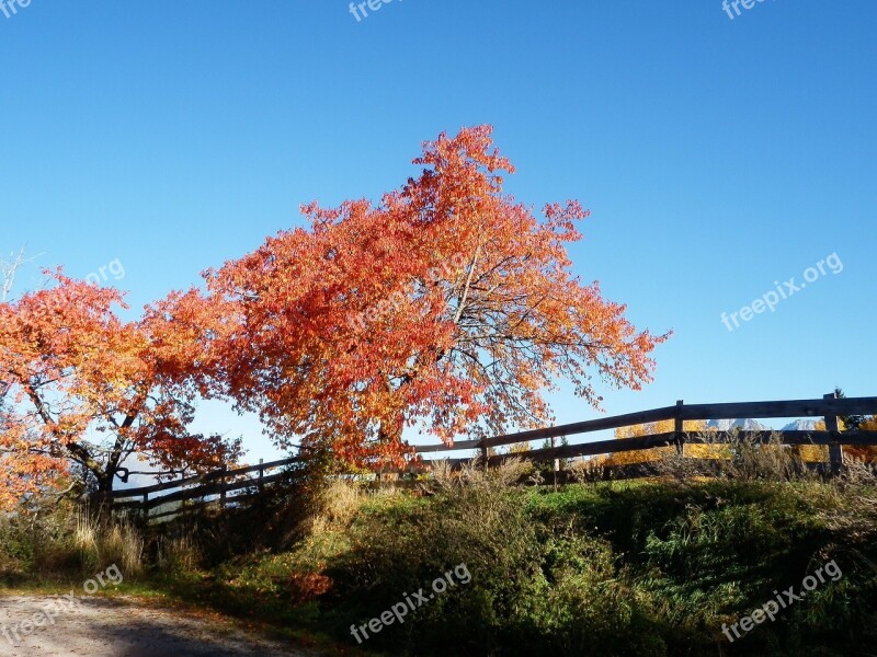 Autumn Tree Fence Red Free Photos