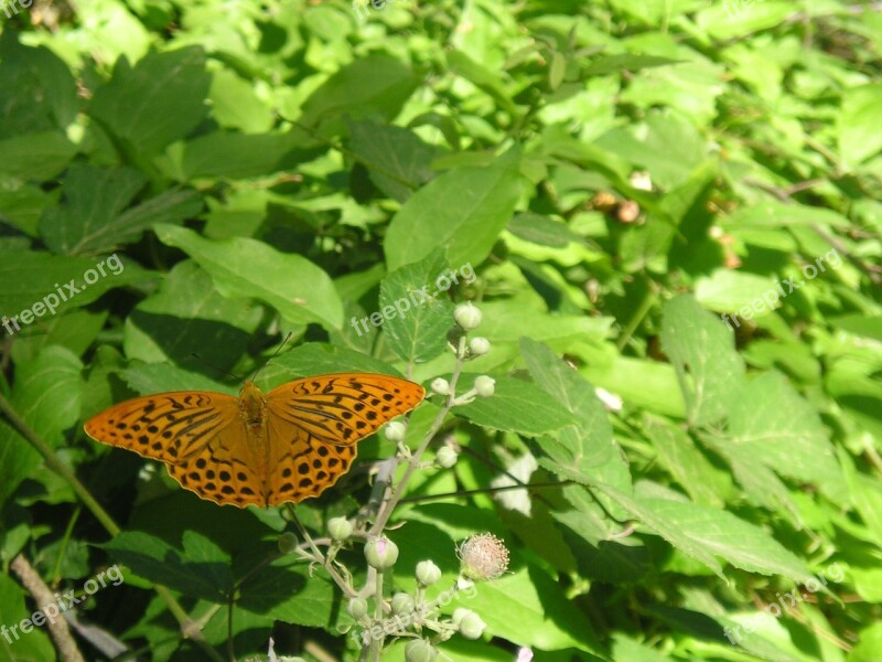 Butterflies Nature Riópar Free Photos