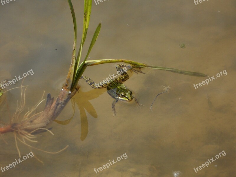 Lake Pond Water Frog Tree Frog