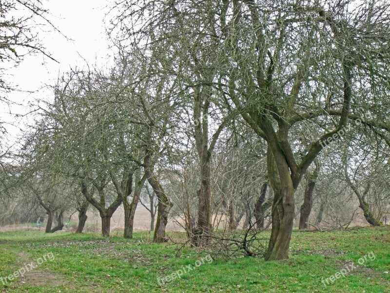 Orchard November Haunting Apple Tree Free Photos