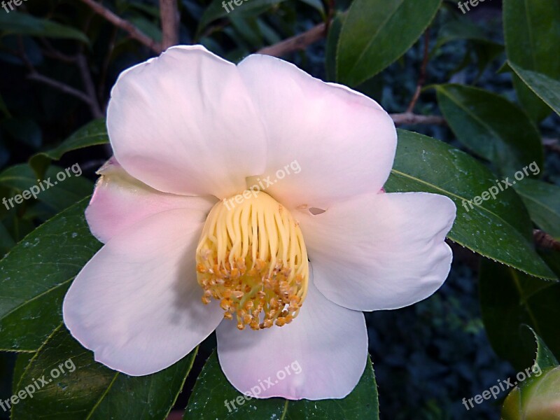 Flower Pink Flora Fragrant Rosa