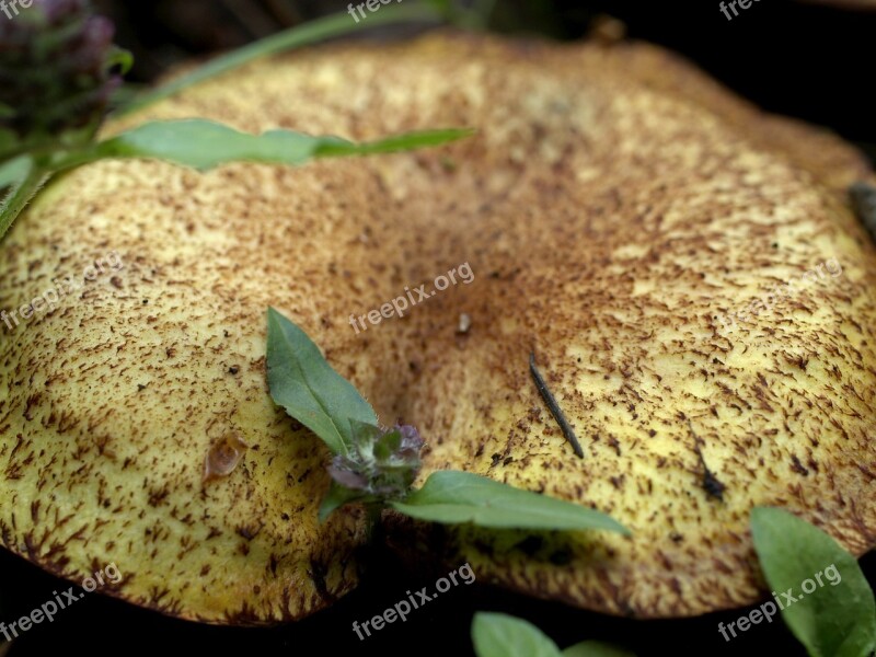 Wild Mushroom Leave Close-up Macro