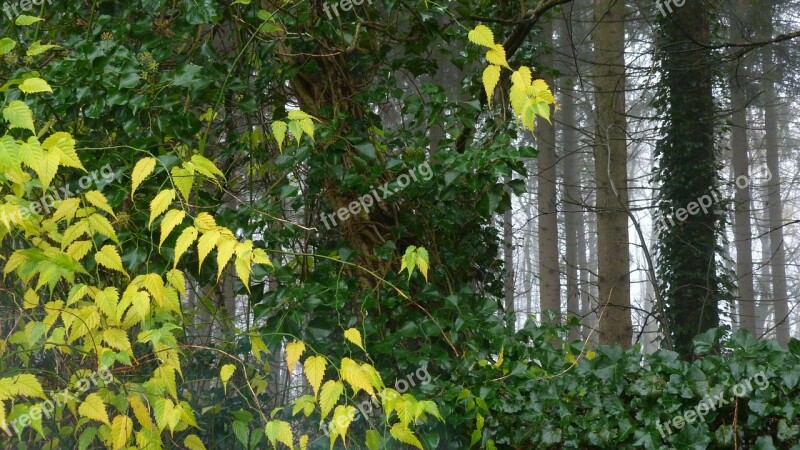 Autumn Fog Trees Fall Foliage Landscape