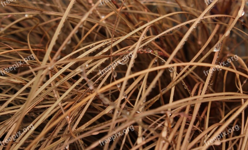 Drip Grass Drop Of Water Close Up Plant