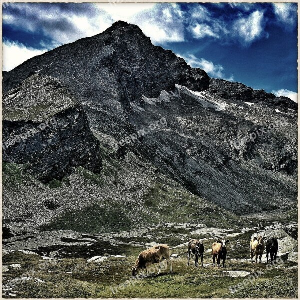 Mountains Mountain Farm Cows Switzerland