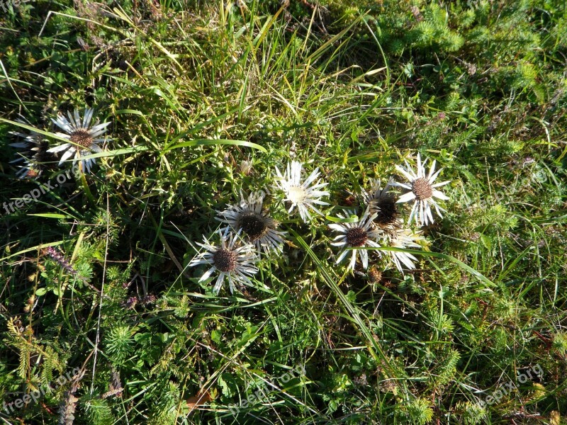 Thistle Swabian Alb Nature Flower Plant