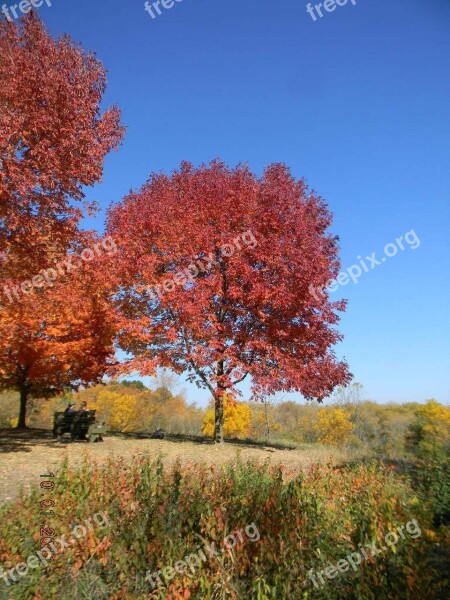 Fall Foliage Usa Autumn Leaves America Trees