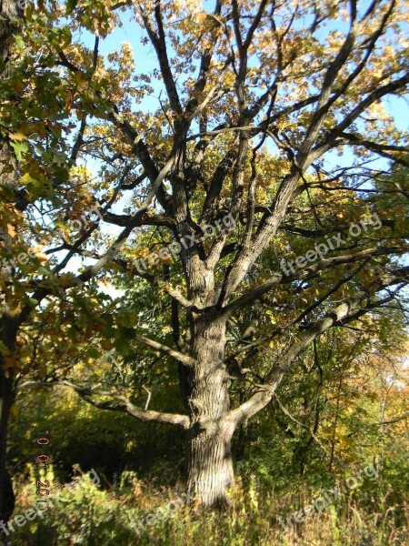 Oak Tree Trees Live Oak Nature