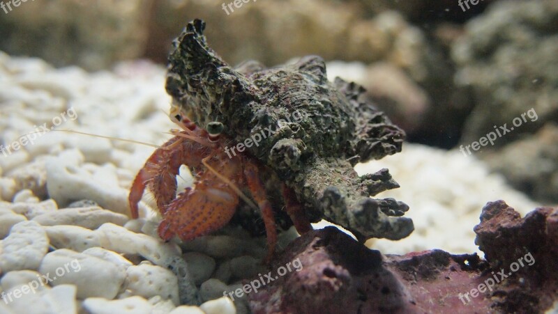 Hermit Crab Aquarium Sea Free Photos