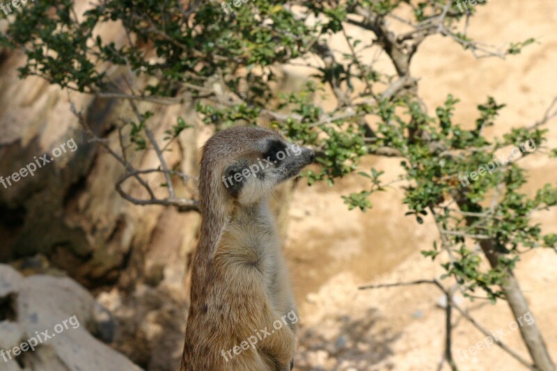 Meerkat Animal Zoo Free Photos