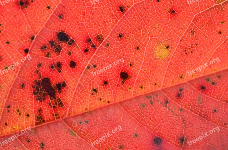 Leaf Autumn Leaves Tree Plant