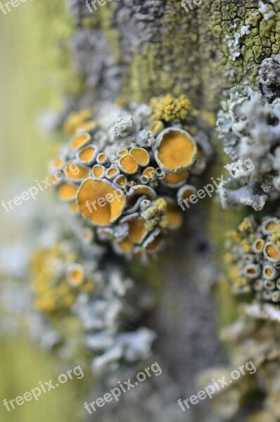 Mushrooms Weave Moss Tree Forest