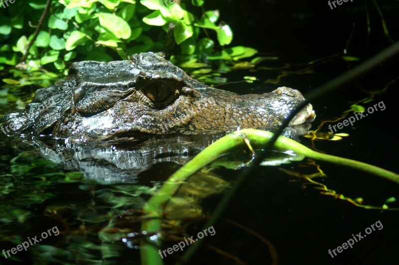 Cayman Eye Close Up Water Alligator