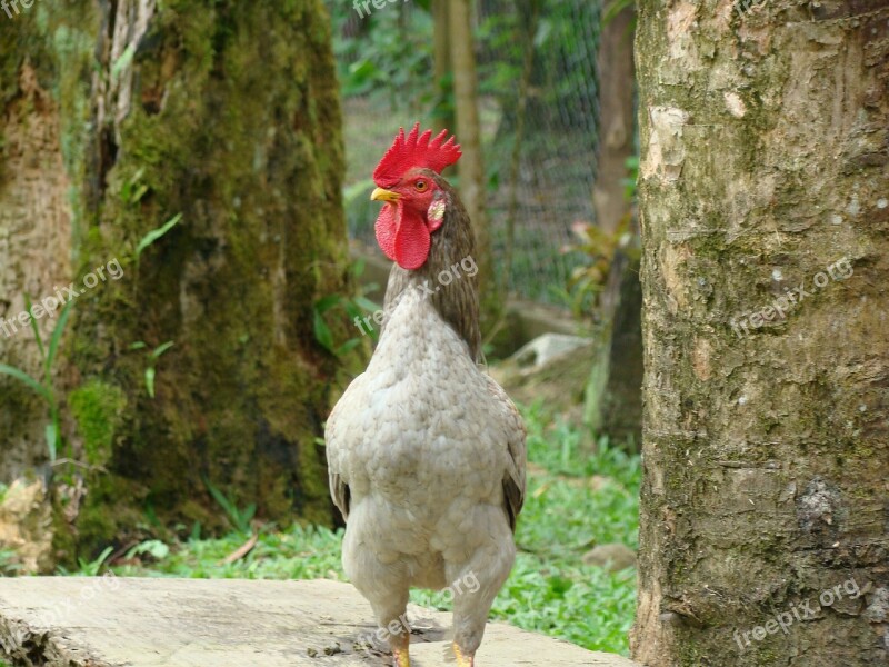 Cock Animal Bird Free Photos