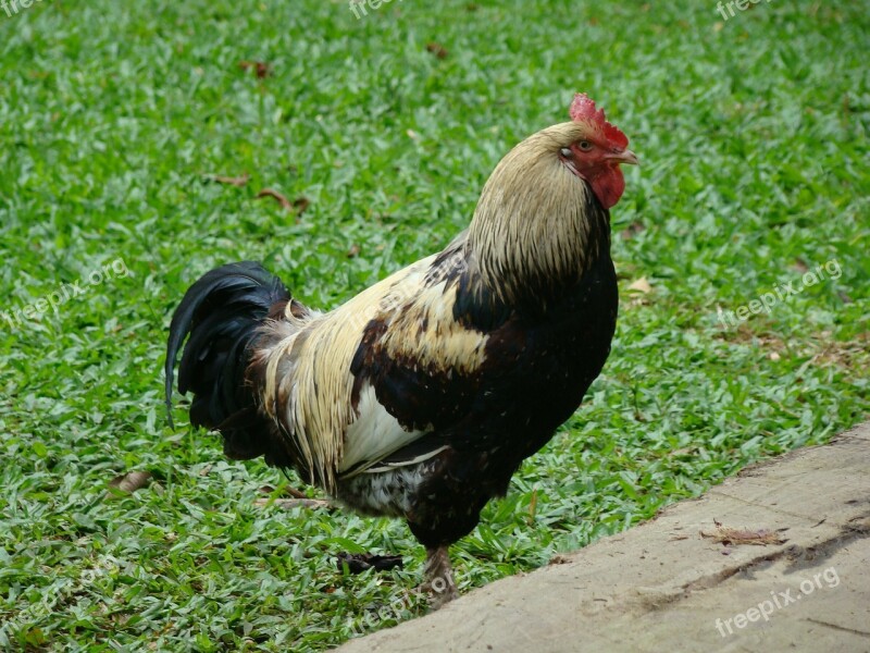 Cock Bird Animal Free Photos