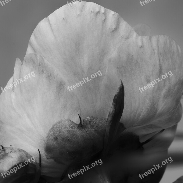 Leaf Flower Finart Nature Plant