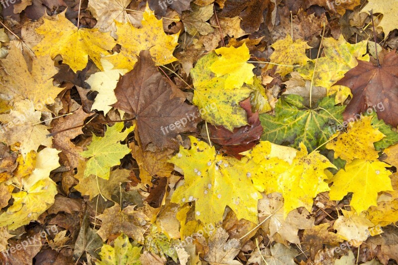 Autumn Garden Nature Leaves November