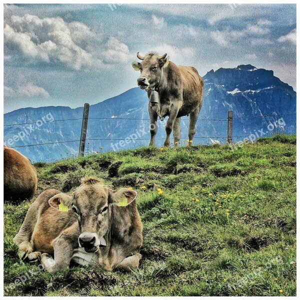 Cow Farm Animal Grass Pasture