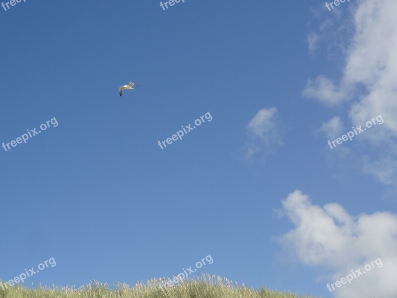 Seagull Sky Blue Sea Grass Free Photos