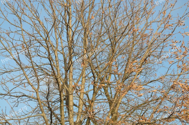 Autumn Aesthetic Branches Tree Free Photos