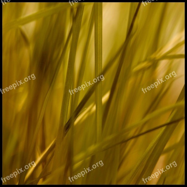 Grass Stone Grasses Reed Plant